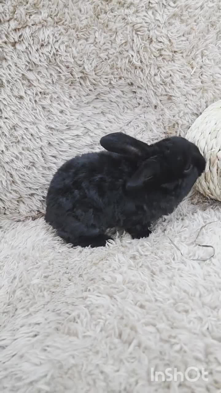 Mini Lop rabbits for sale: 🧡 SOLD 🧡 - Video 1