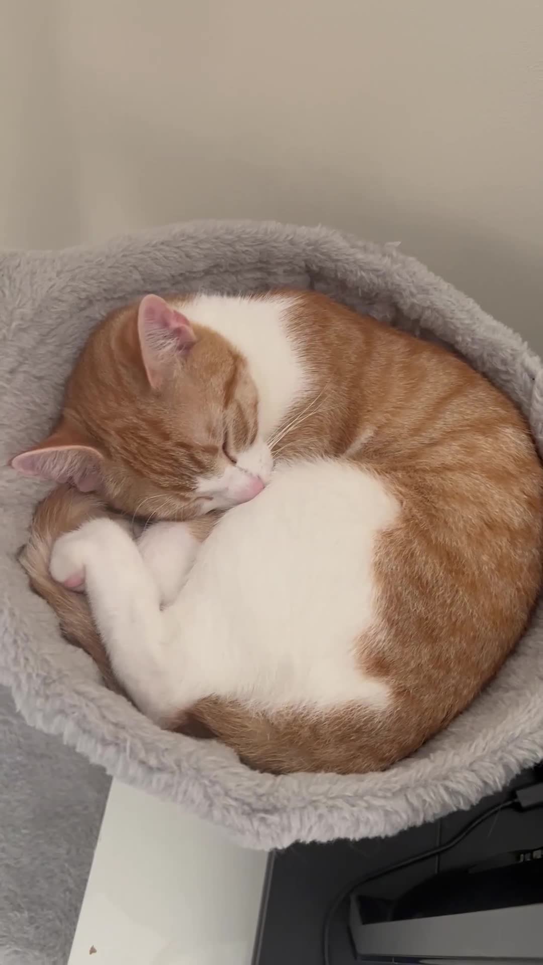 Mixed Breed cats for sale: Kittens For Sale 🐱❤️ - Video 1