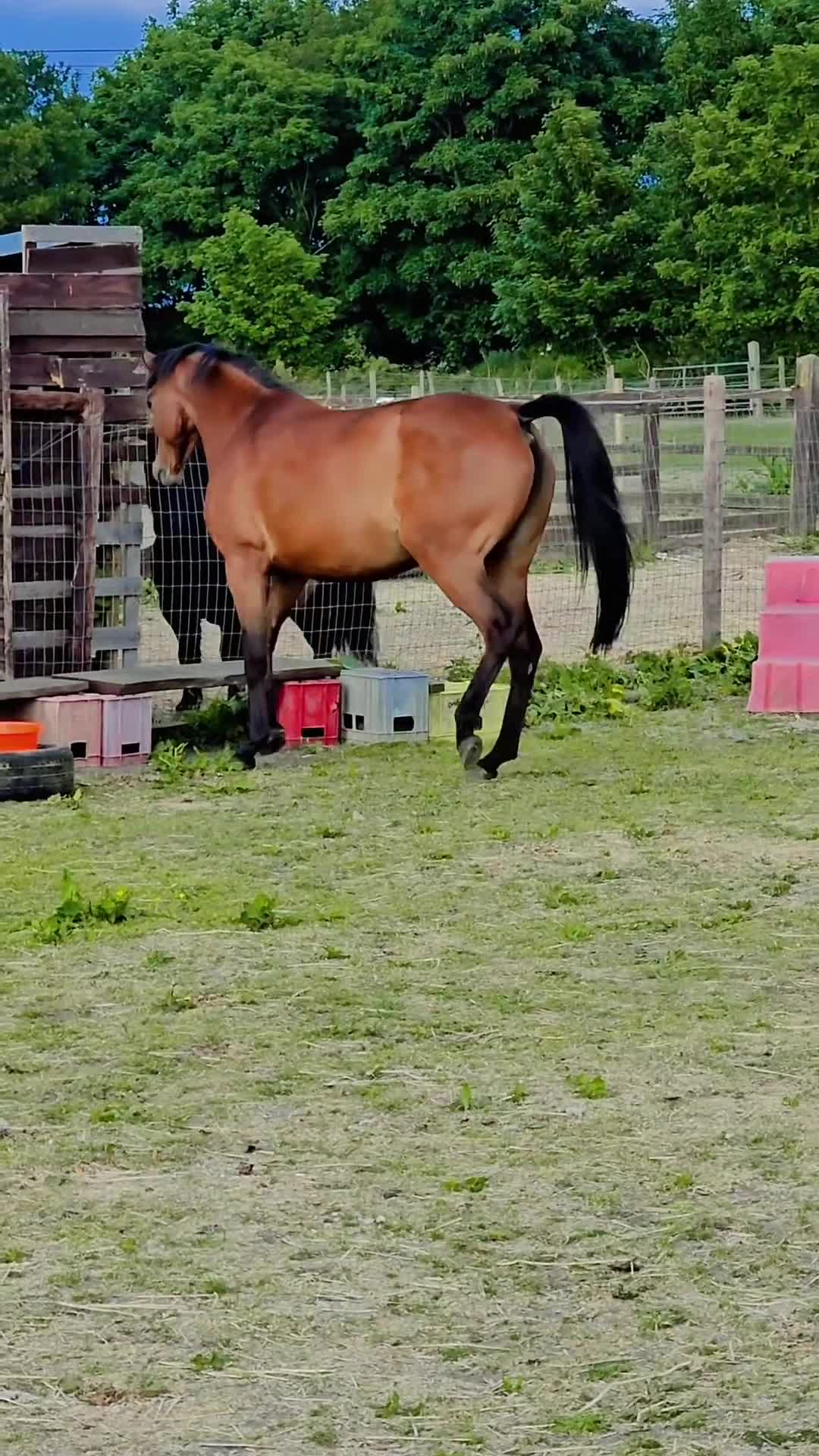 Arabian horse horses for sale: 67% stunning part arab mare prolific in hand - Video 1