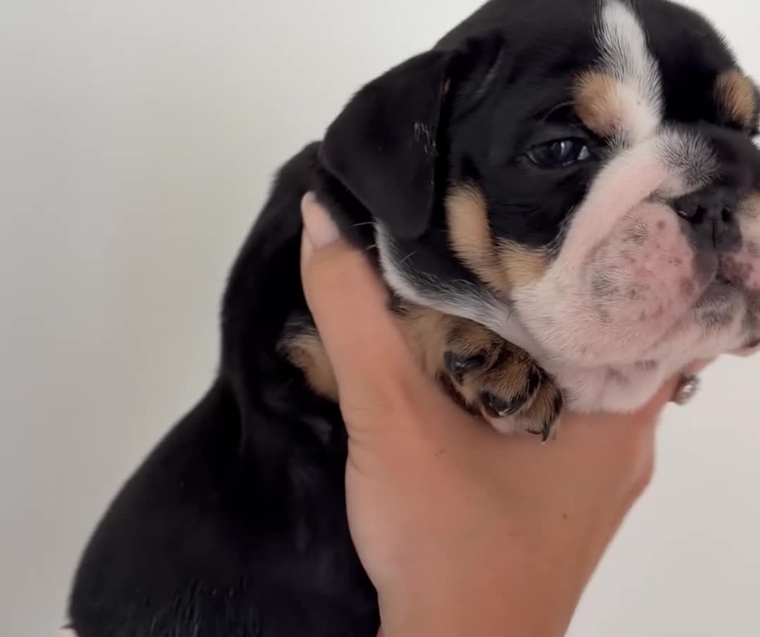 English Bulldog dogs for sale: English bulldog litter  in Atherstone - Video 3