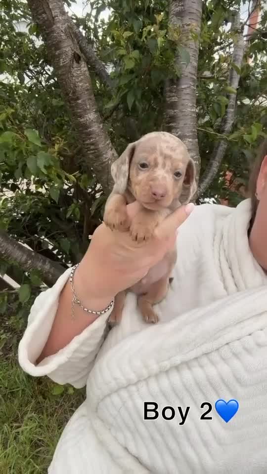 Miniature Dachshund dogs for sale: 4 gorgeous boys looking for their forever homes  - Video 1