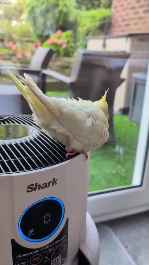 Cockatiels birds for sale: Lutino Cockatiel   & Cage -  Pending Collection - Video 1