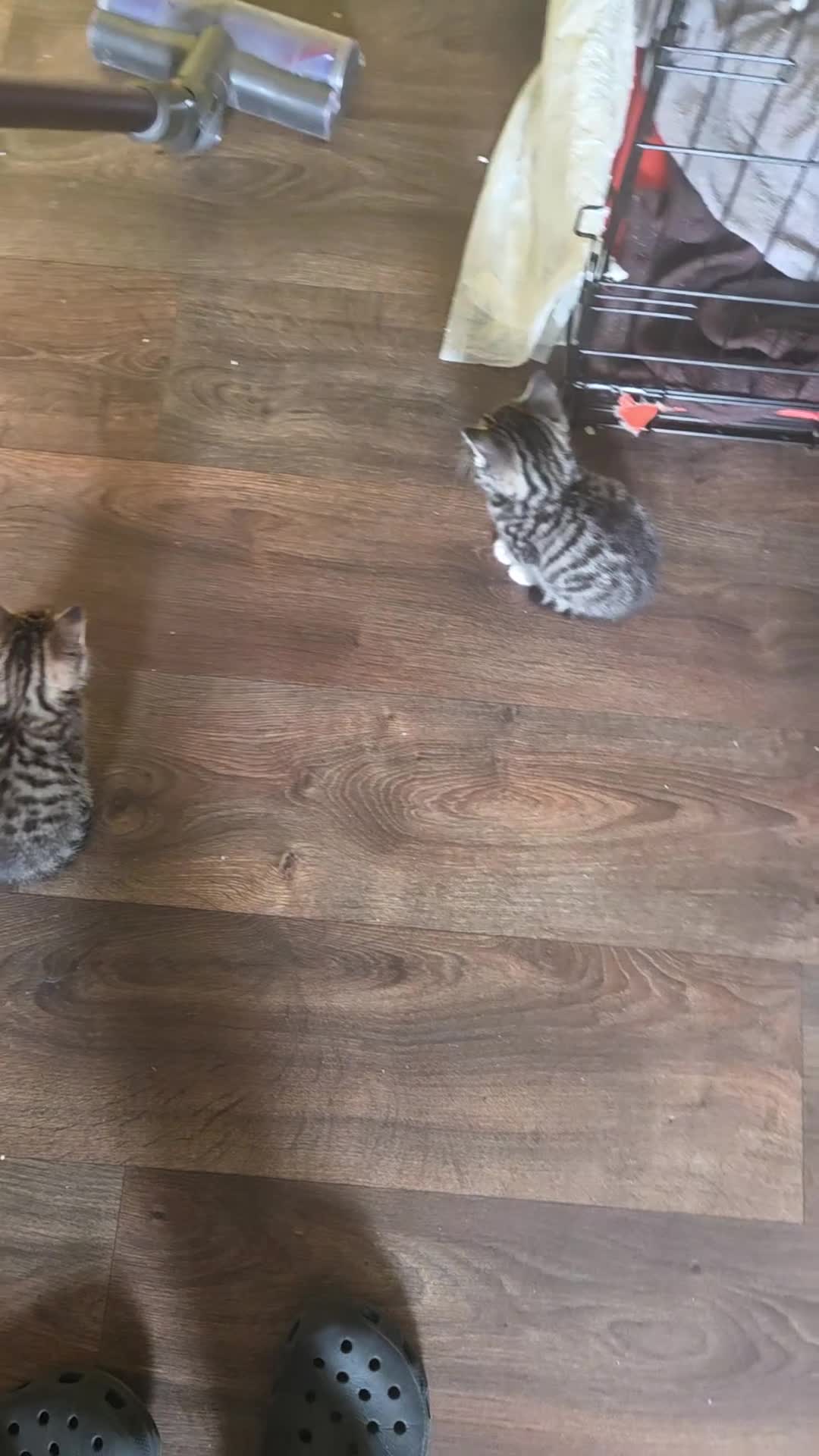 Mixed Breed cats for sale: Kittens ready NOW,  1 girl left - Video 1