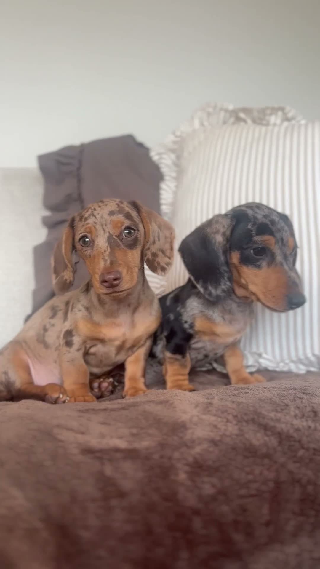 Miniature Dachshund dogs for sale: Ready now, 1 stunning dapple miniature dachshunds  - Video 1