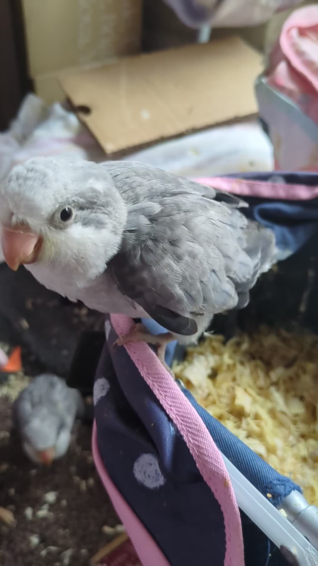 Parakeets birds for sale: Hand reared tamed white and cobalt Quaker parrots  - Video 1