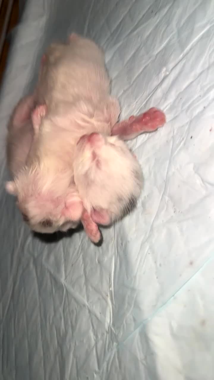 Mixed Breed cats for sale: Kittens for sell  in Coventry - Video 2