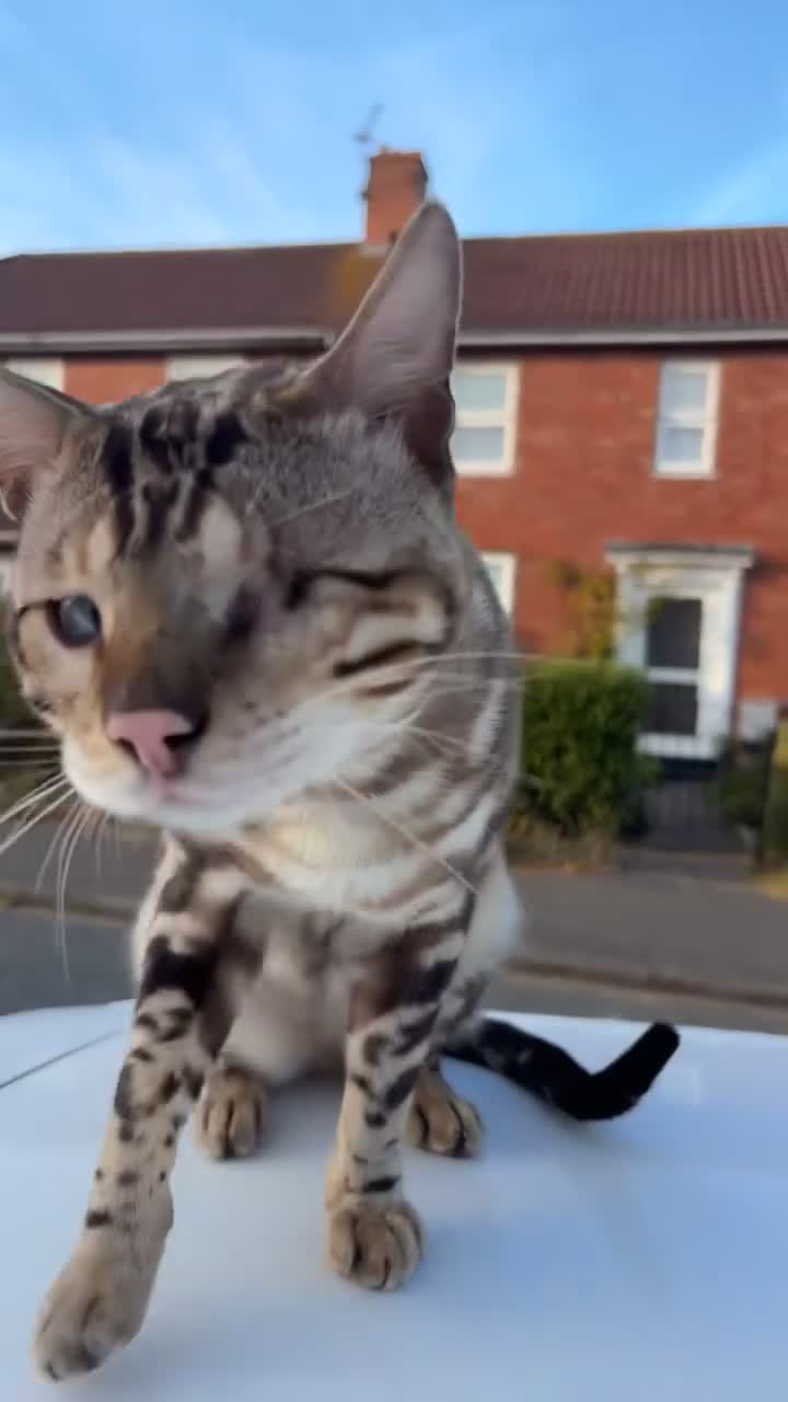 Bengal cats for stud: Beautiful TICAregistered Bengal available for stud - Video 3