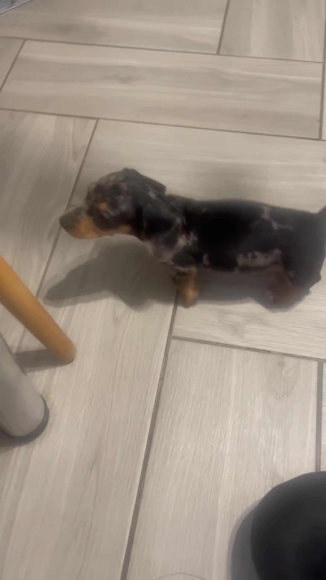 Dachshund dogs for sale: Beautiful sliver merle & Black and Tan dachshunds - Video 1
