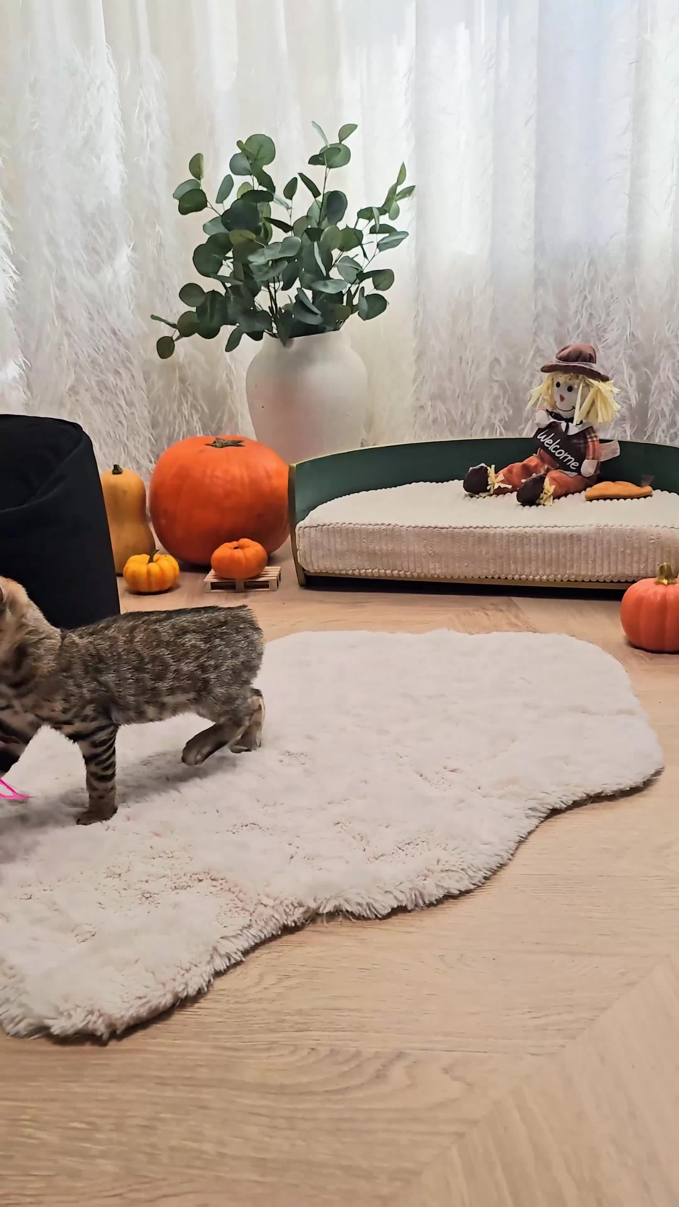 Bengal cats for sale: Bailey-TICA Bengal Girl, Excellent Genetic & Look - Video 1