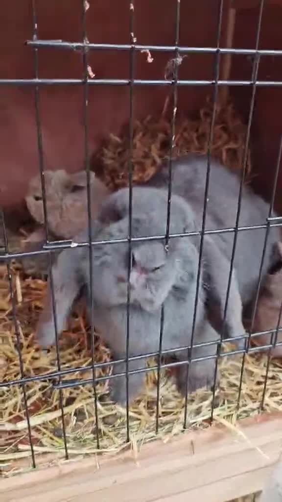 Mini Lop rabbits for sale: Mini lops - Video 1