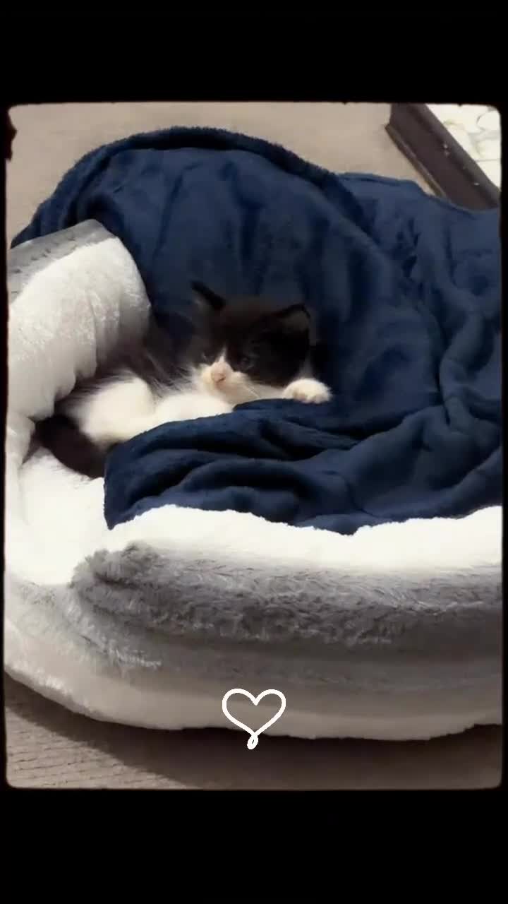 Domestic Shorthair cats for sale: Jojo  - Video 1