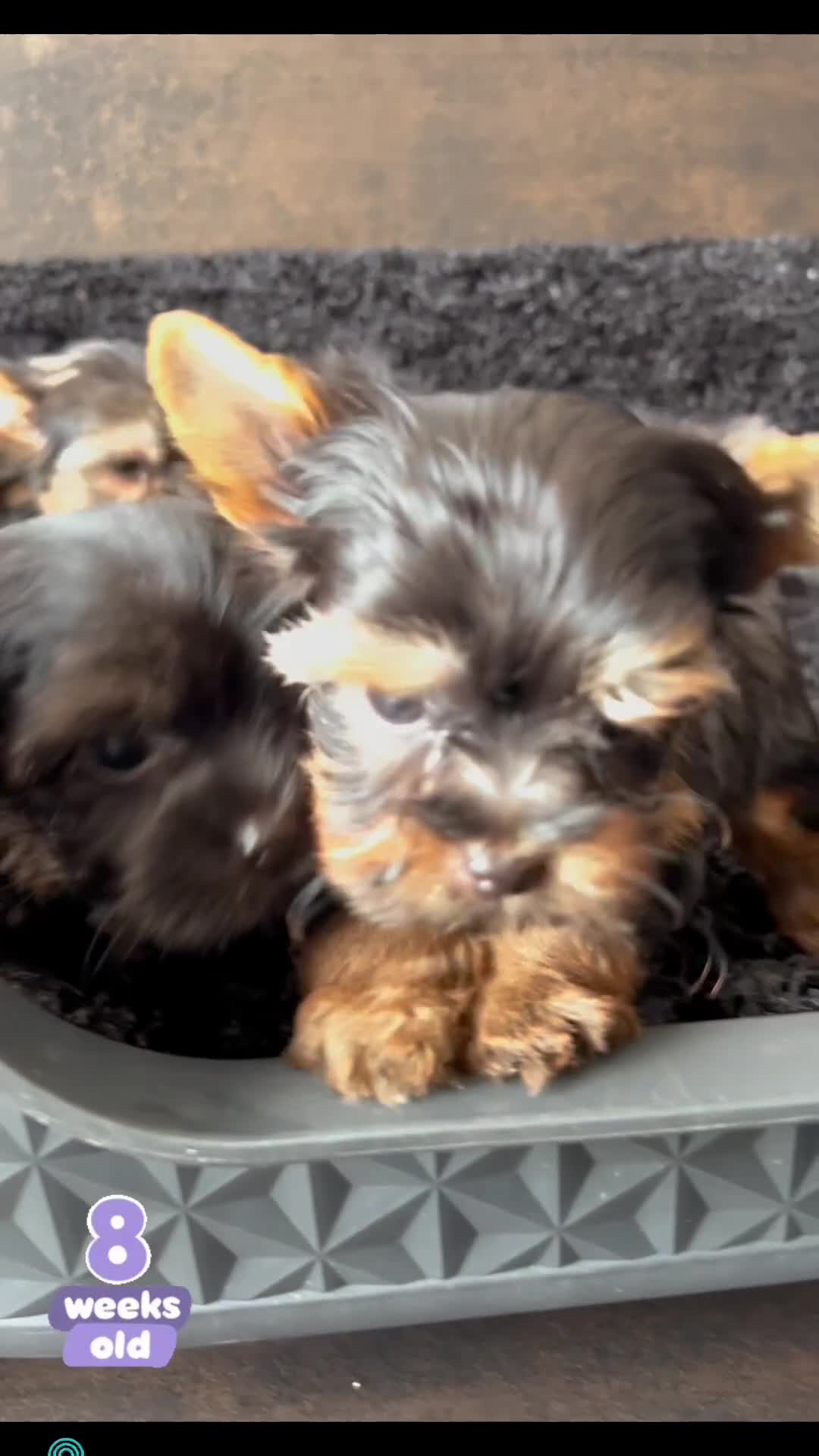 Yorkshire Terrier dogs for sale: Yorkshire Terrier puppies – very small, dad 1.2 kg - Video 3