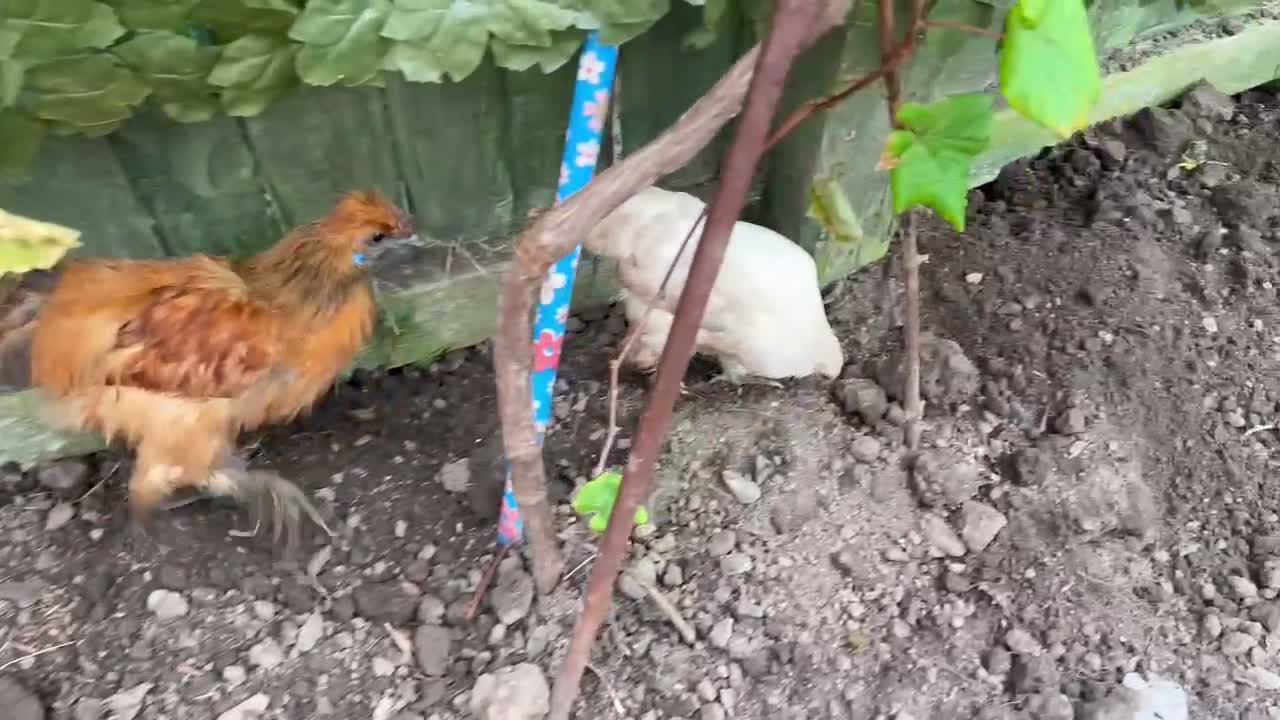 Chickens poultry for sale: Chicken in Liverpool - Video 1