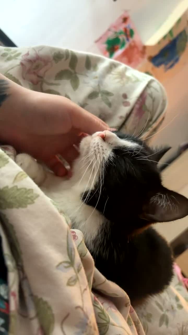 Mixed Breed cats for sale: Bandit cat and biscuit  - Video 1