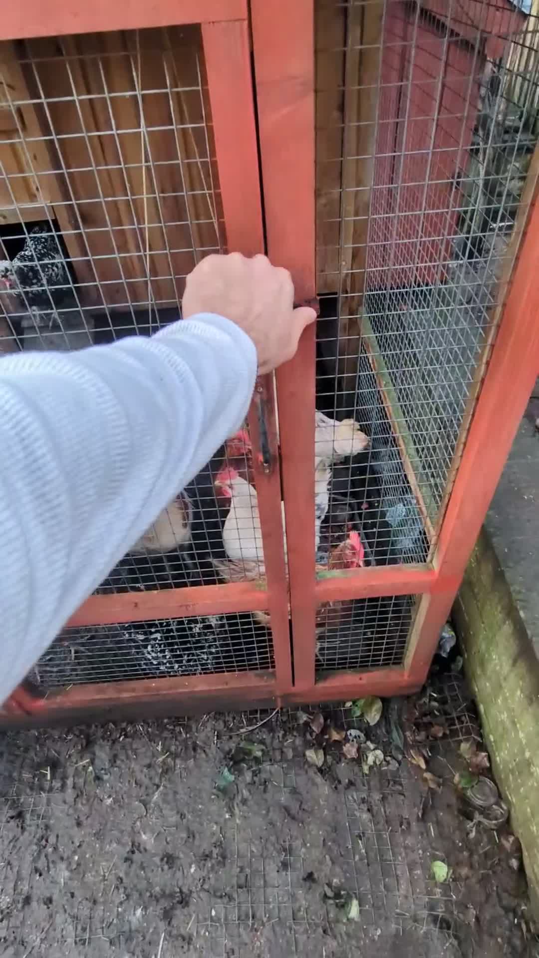 Chickens poultry for sale: Chicken and rooster ⭐ in Chigwell - Video 1