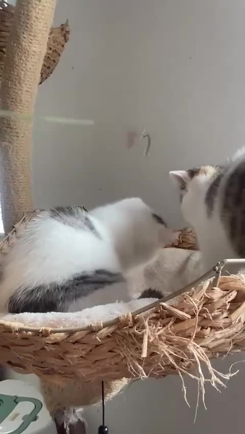 Exotic cats for sale: Gorgeous Show Quality and GCCF reg. Exotic kitten. - Video 1