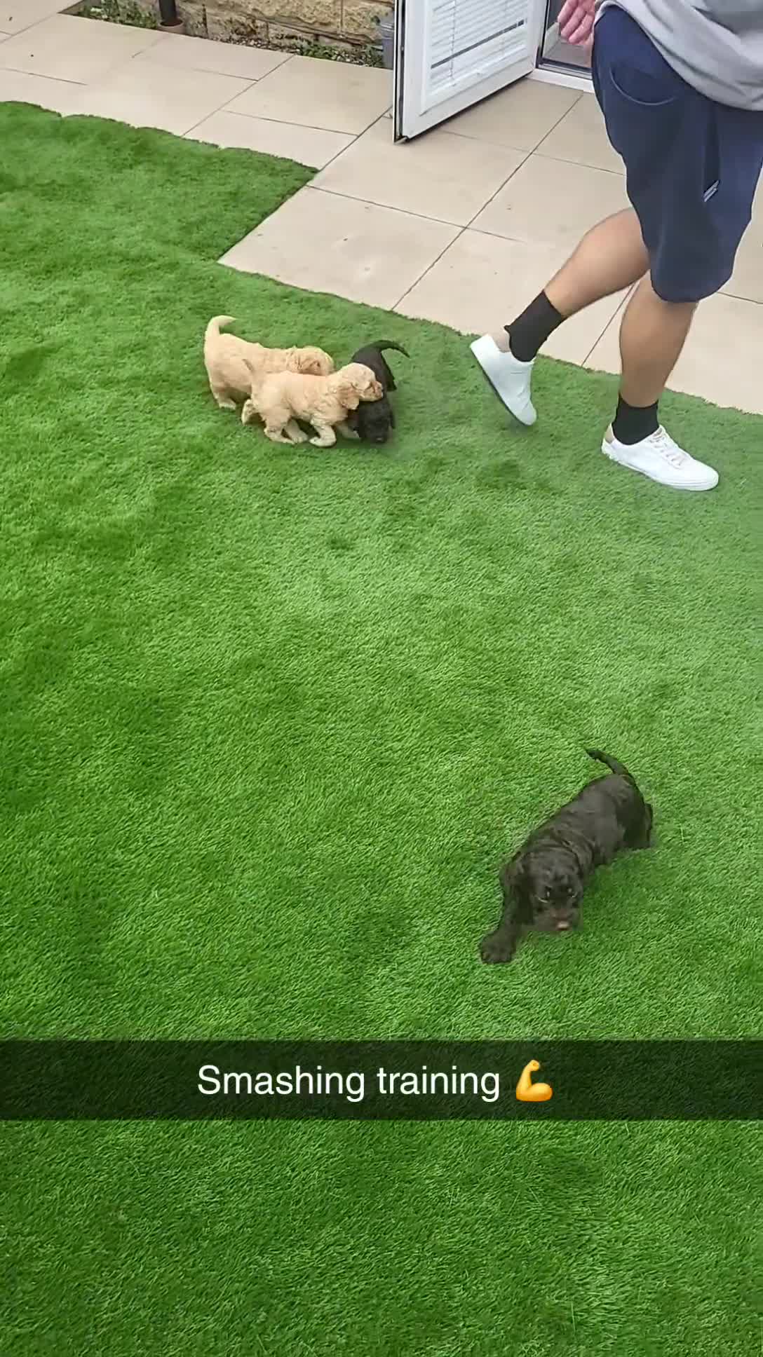 Cockapoo dogs for sale: Cockapoo puppies - Video 2