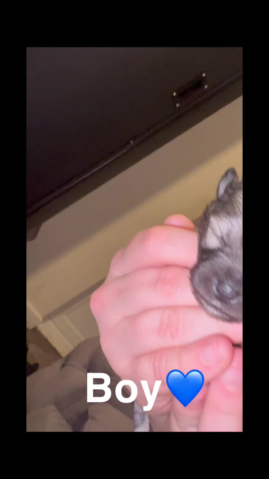 Pomeranian dogs for sale: Miniature Pomeranian puppies - Video 2