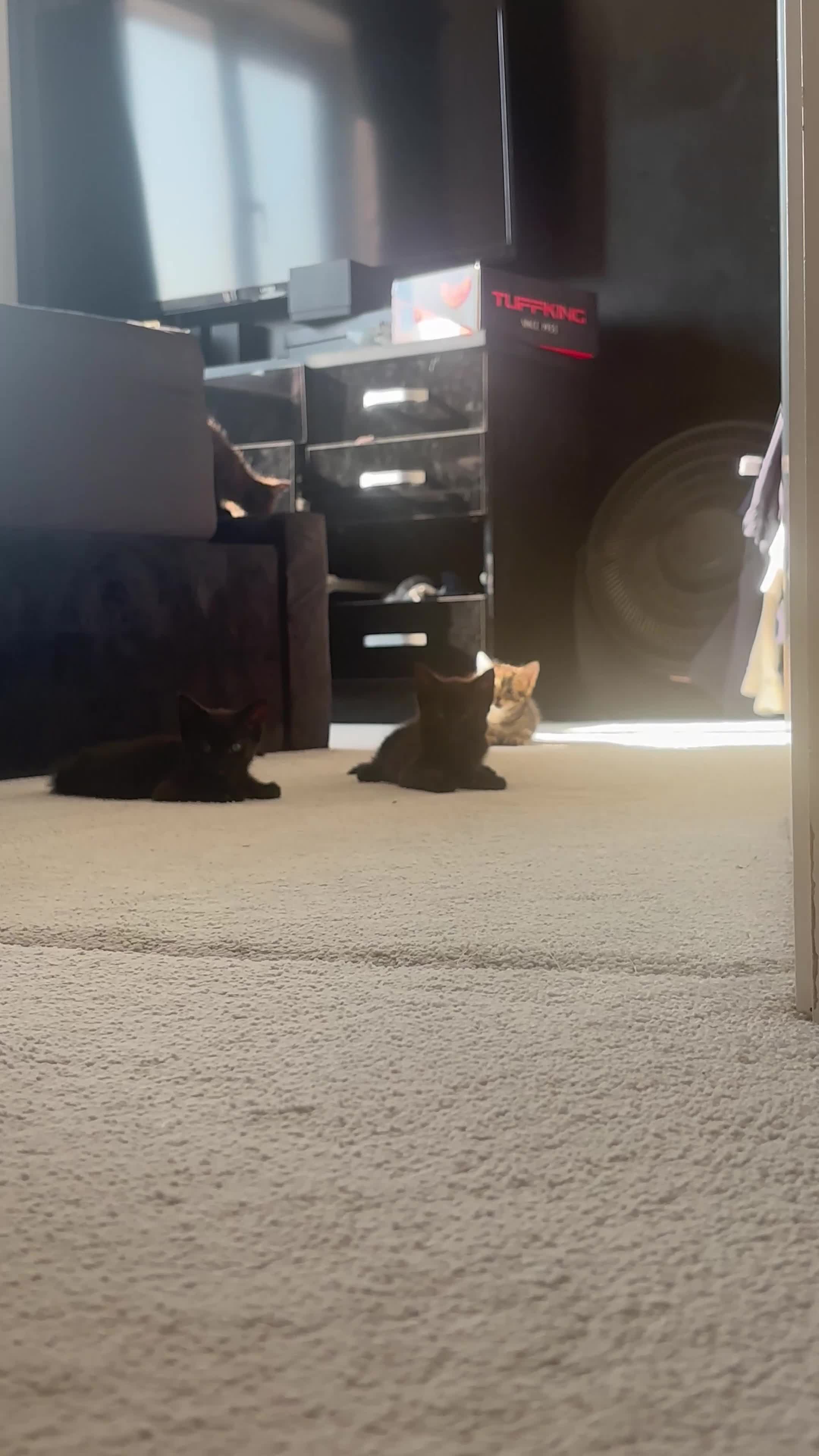Brazilian Shorthair cats for sale: Beautiful Brazilian Shorthair Kittens - Video 1