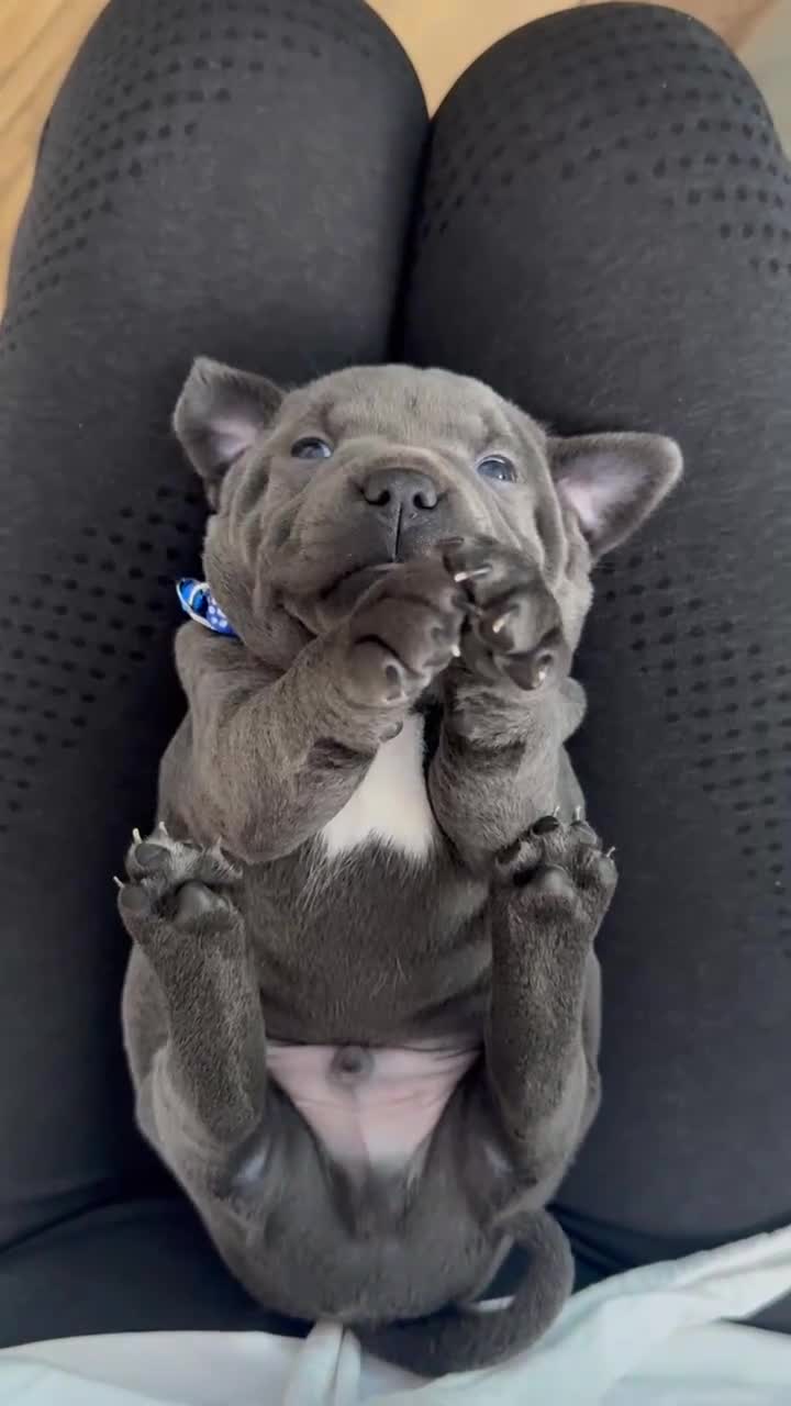 Staffordshire Bull Terrier dogs for sale: KC Registered Staffordshire bull terriers - Video 1