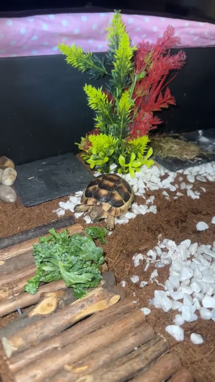 Tortoise reptiles for sale: Mediterranean tortoise   - Video 2