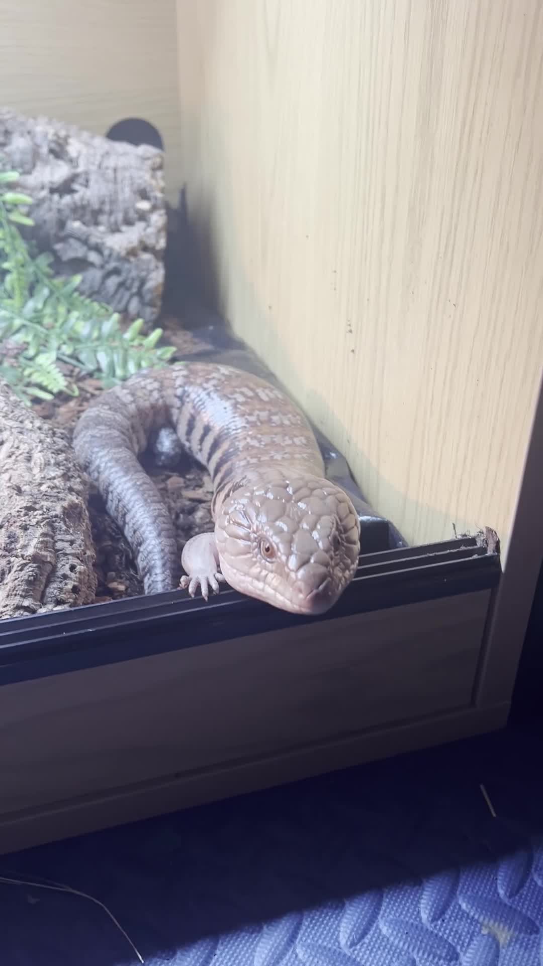 Skink reptiles for sale: Friendly Northern Blue Tongue Skink with 4ft Viv  - Video 4