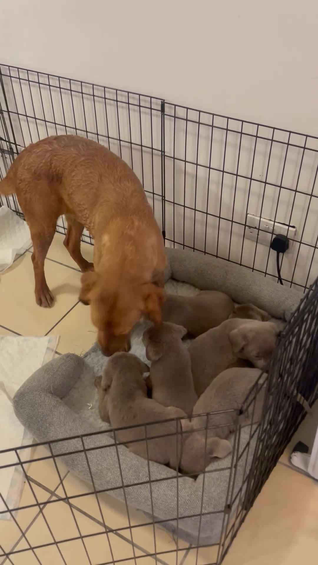 Labrador Retriever dogs for sale: Stunning silver Labradors puppy’s  - Video 1