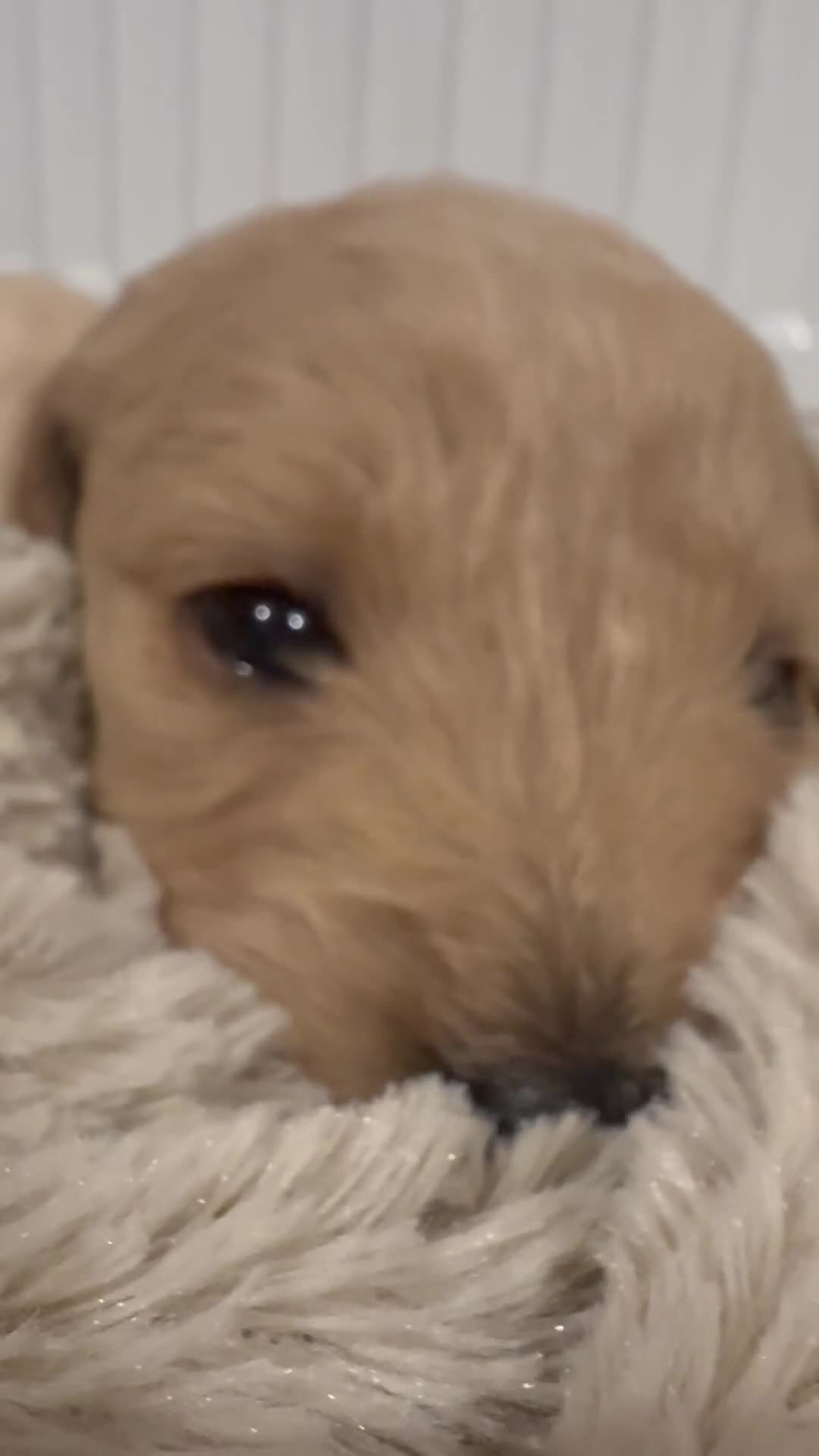 Goldendoodle dogs for sale: F1 Golden Doodles  - Video 4