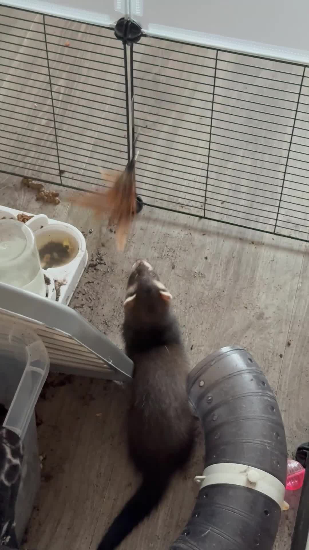 Ferret rodents for sale: 4 males with enclosure  - Video 2