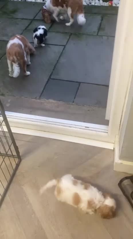 Cavalier King Charles Spaniel dogs for sale: Kc Blenheim Cavalier King Charles Spaniel  - Video 3