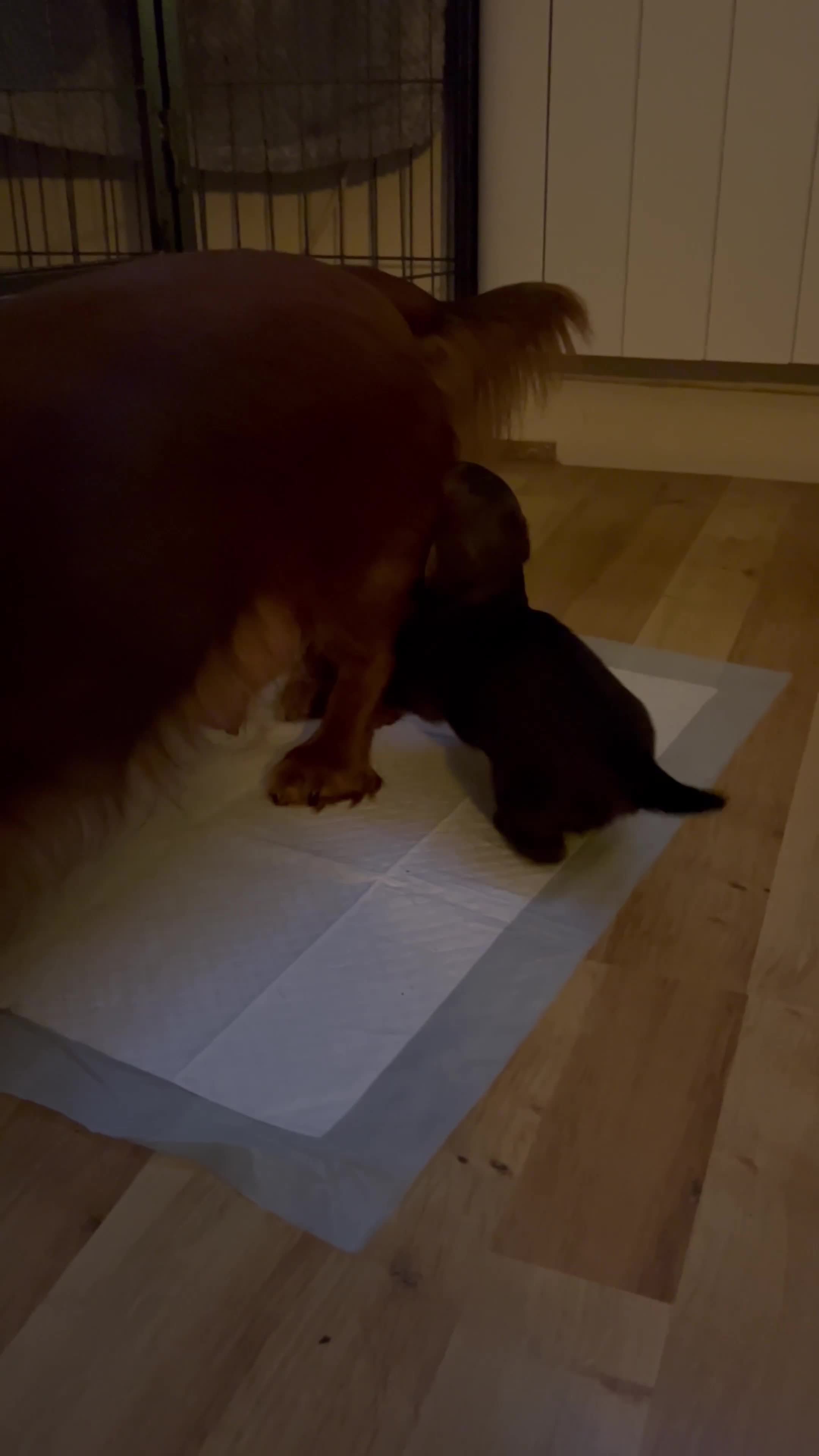 Dachshund dogs for sale: KC Registered Standard Long Hair Dachshund Puppies - Video 1