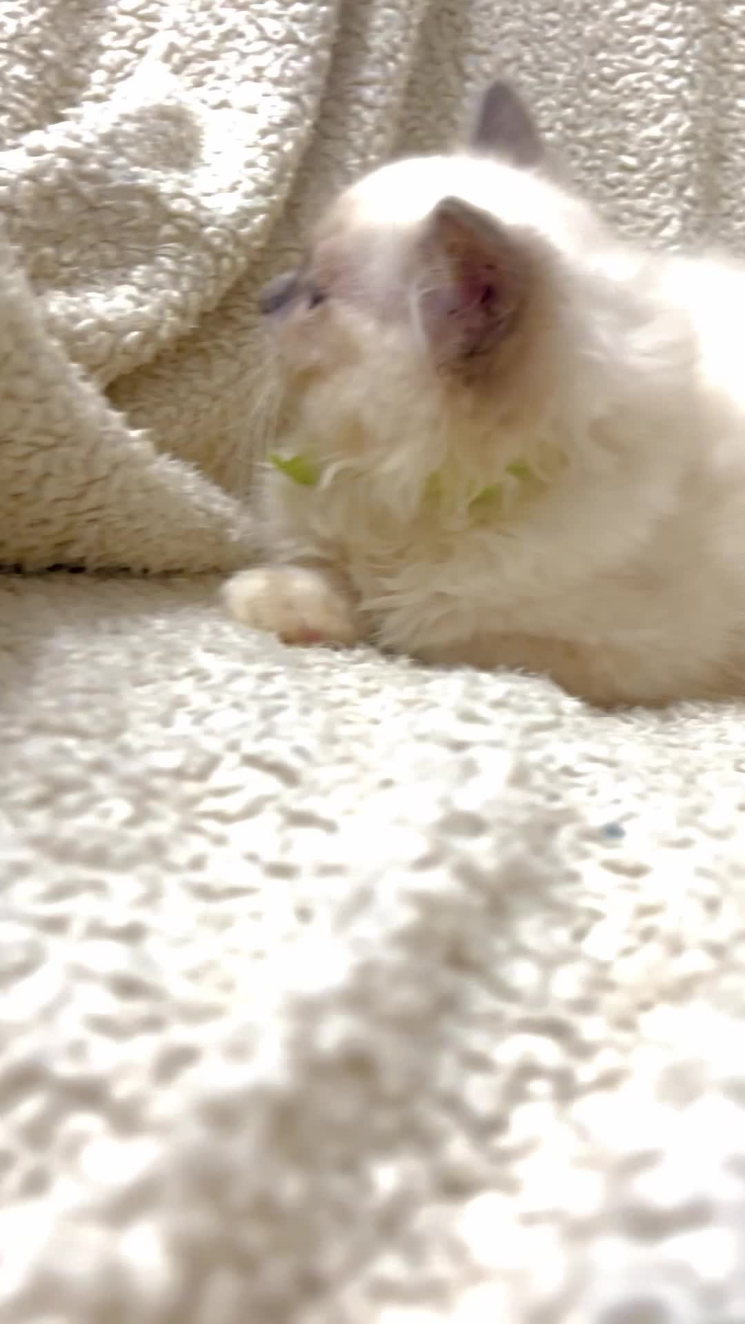 Ragdoll cats for sale: PURE RAGDOLL  - Video 1