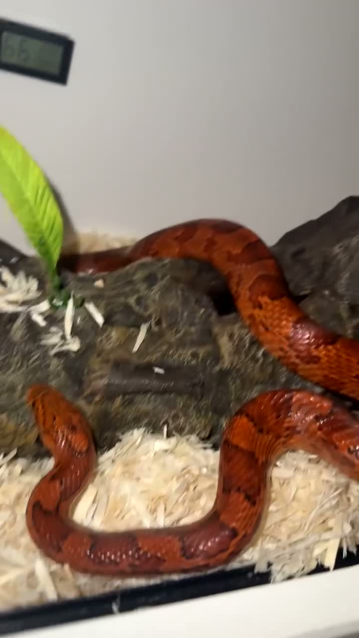 Corn Snake reptiles for sale: Corn Snake (Red) - Video 1