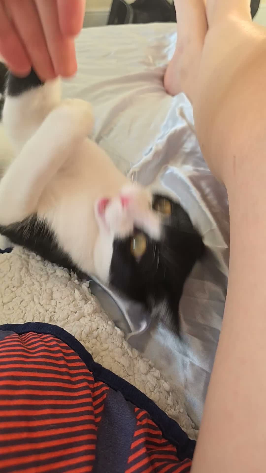 Mixed Breed cats for sale: Black and white cat for rehoming  in Grantham - Video 3