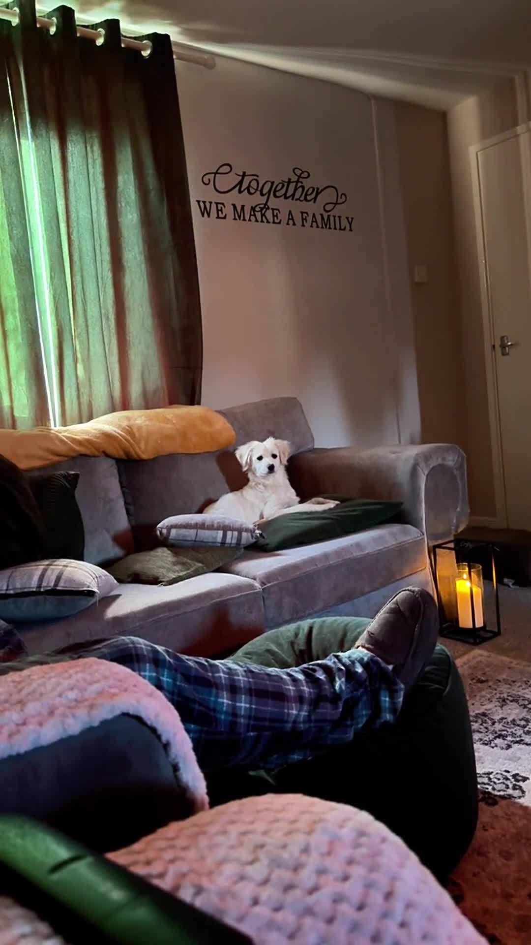 Mixed Breed dogs for sale: 7 Month Old Puppy ‘Teddy’ ☺️ - Video 1