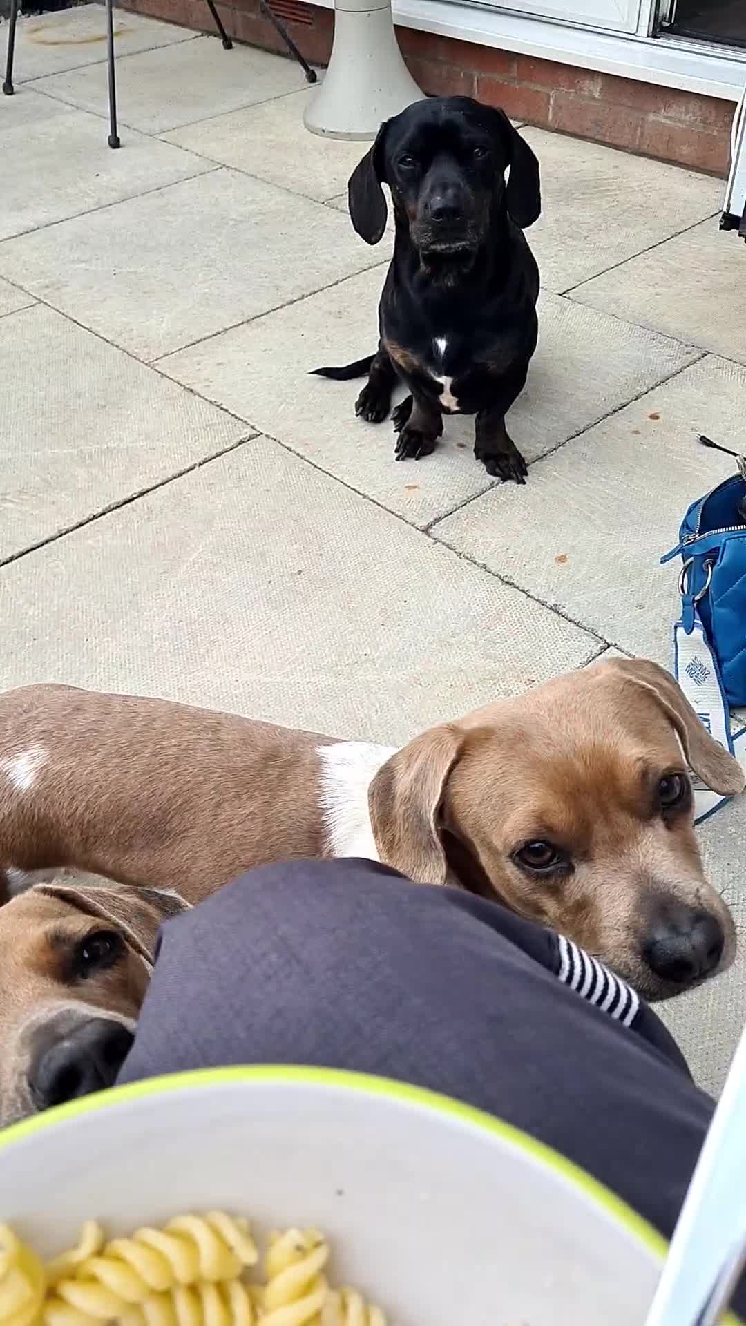 Mixed Breed dogs for sale: Minautre daschund/french bulldog  - Video 1