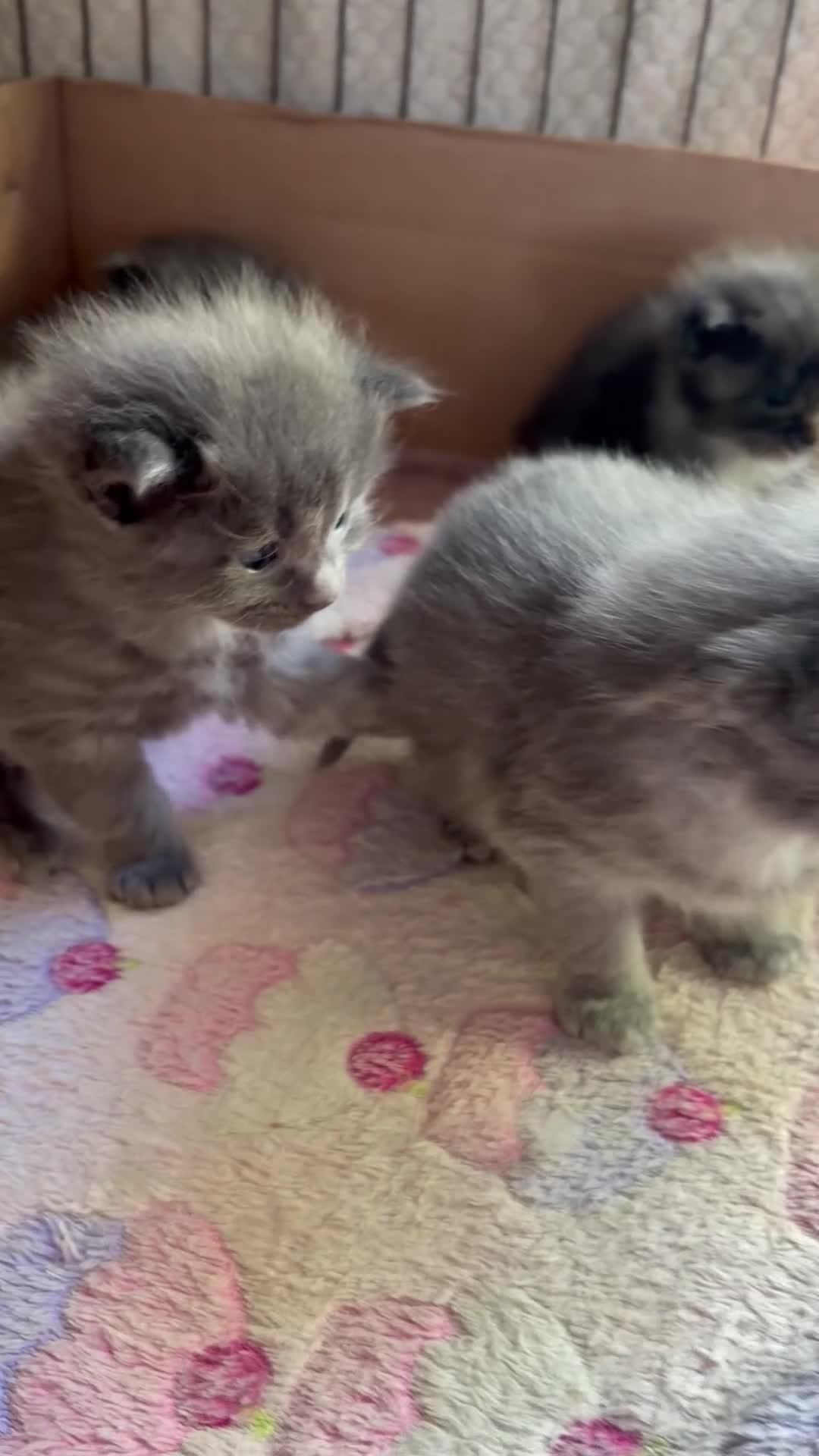Ragcoon cats for sale: Stunning coloured Ragcoon litter  - Video 2
