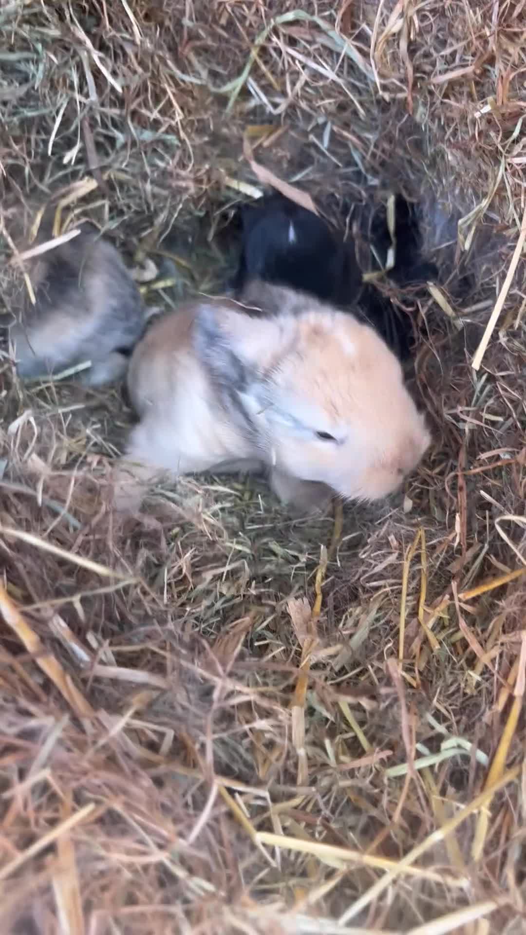 Mini Lop rabbits for sale: Late Spring babies - Video 2