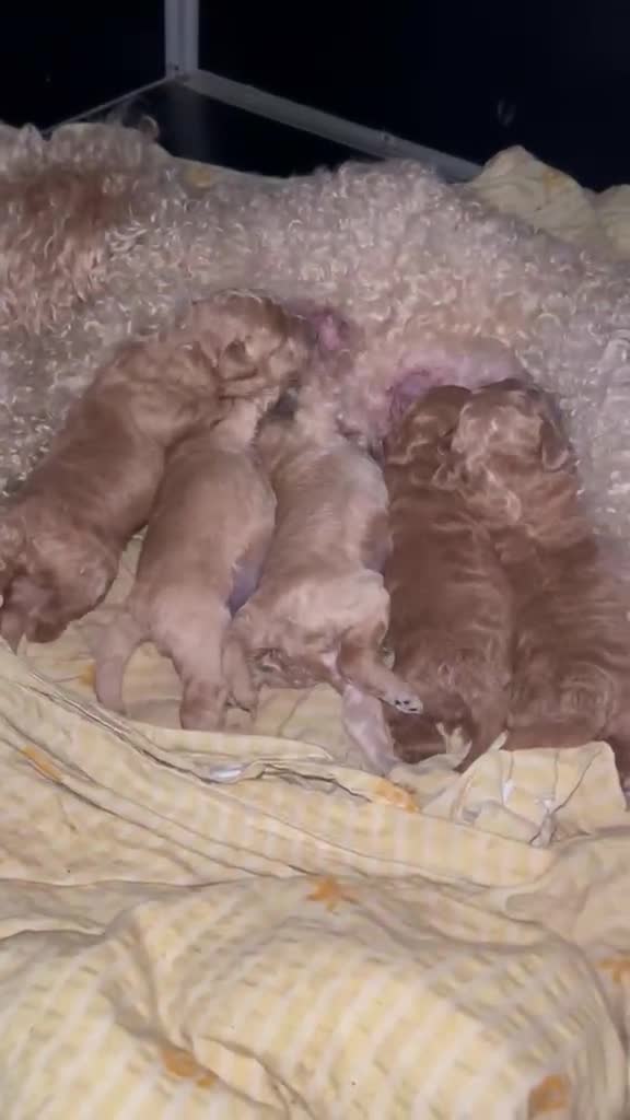 Miniature Poodle dogs for sale: 🐾 Adorable Toy Poodle Puppies for Sale! 🐾 - Video 1