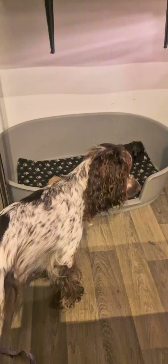 Cocker Spaniel dogs for sale: Black boy left - Video 1