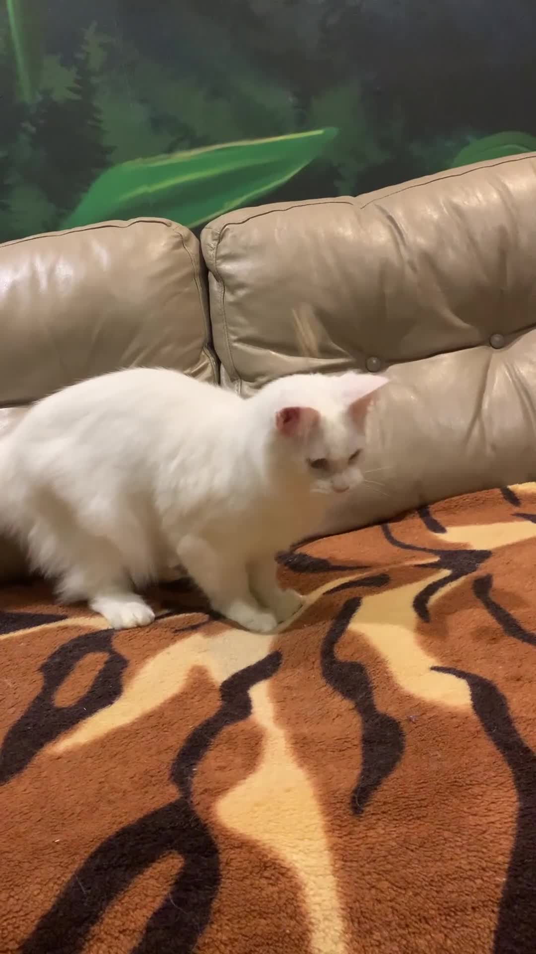 Maine Coon cats for sale: White Maine coon girl spayed TICA registered  - Video 1