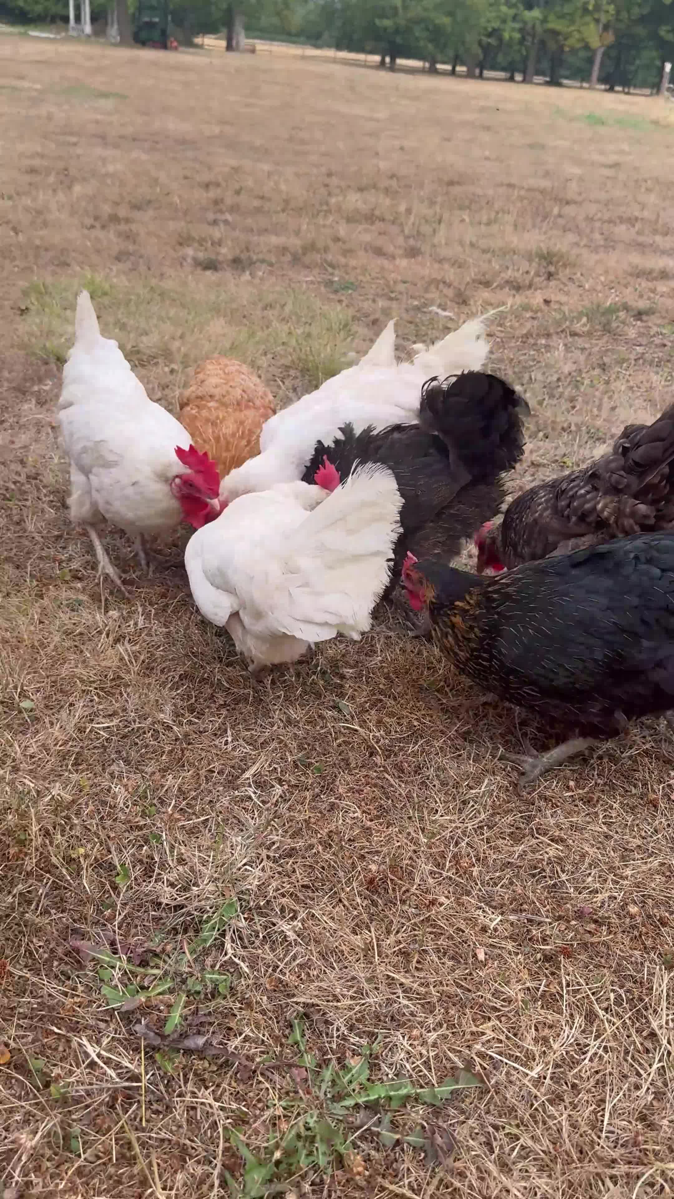 Chickens poultry for sale: Chickens for sale  in Tadworth - Video 1