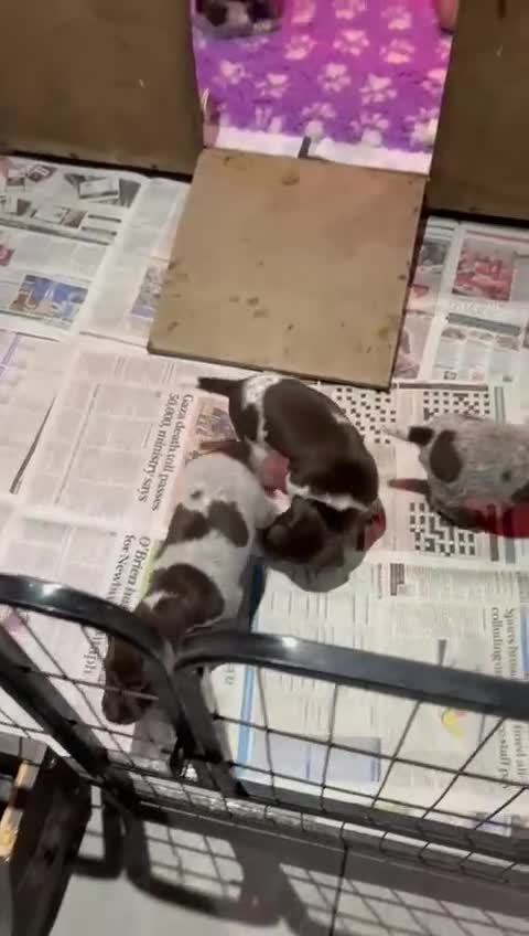 German Shorthaired Pointer dogs for sale: Gorgeous litter of German Shorthair puppies - Video 1