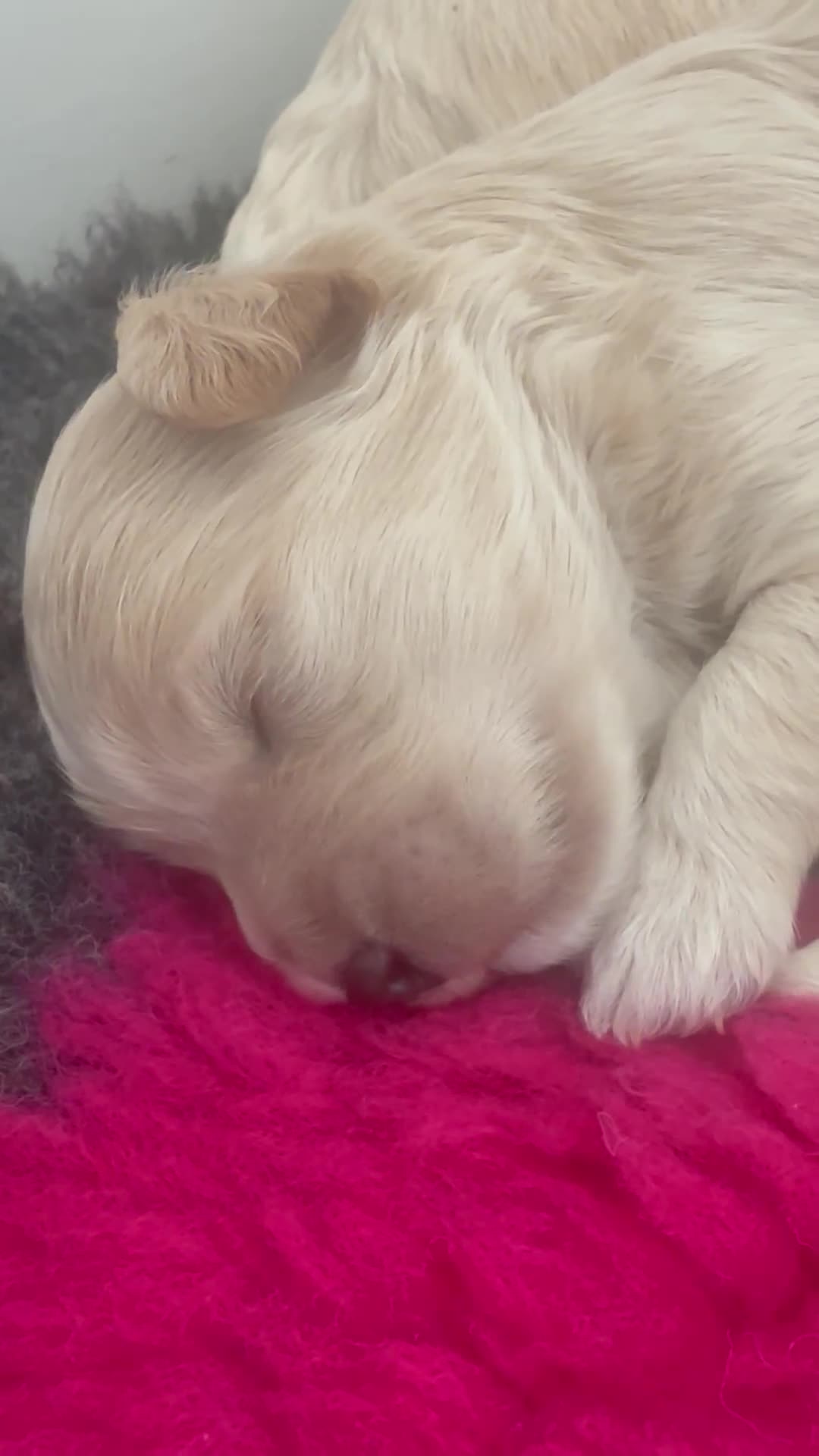 Maltipoo dogs for sale: Adorable F1B Merle** Maltipoo Puppies for sale - Video 2