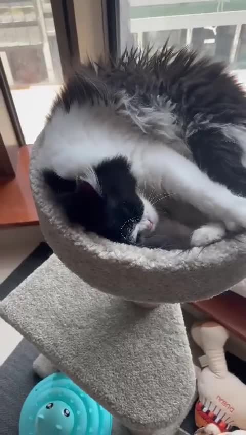 Mixed Breed cats for adoption: SUSHI GIRL MIX PERSIAN PERFECT HEALTH AFFECTIONAT - Video 1