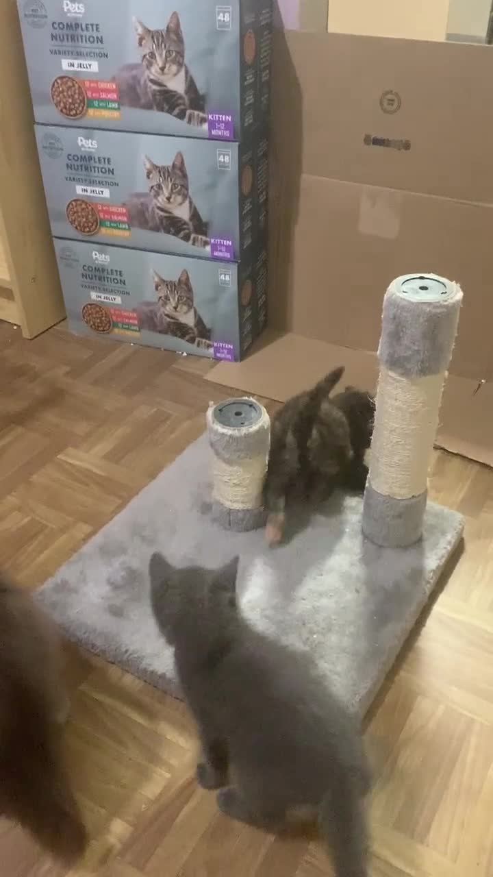 Scottish Fold cats for sale: RARE & UNIQUE Selkirk Rex Scottish Fold kittens! - Video 2