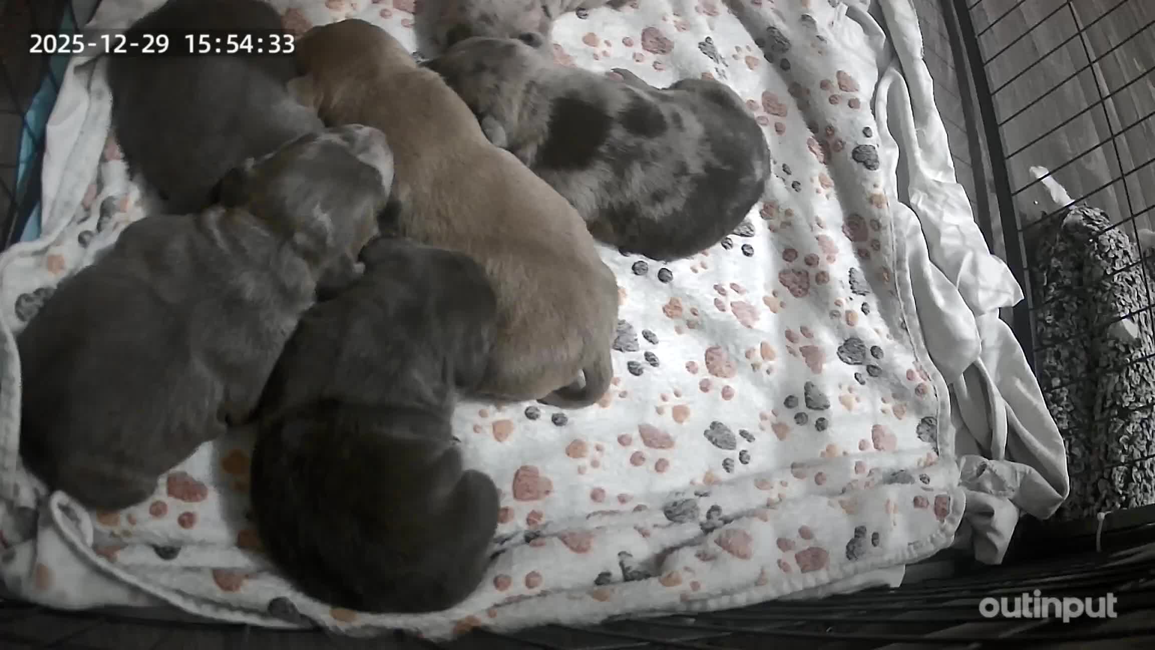 American Bull Staffy dogs for sale: American staff pups - Video 1