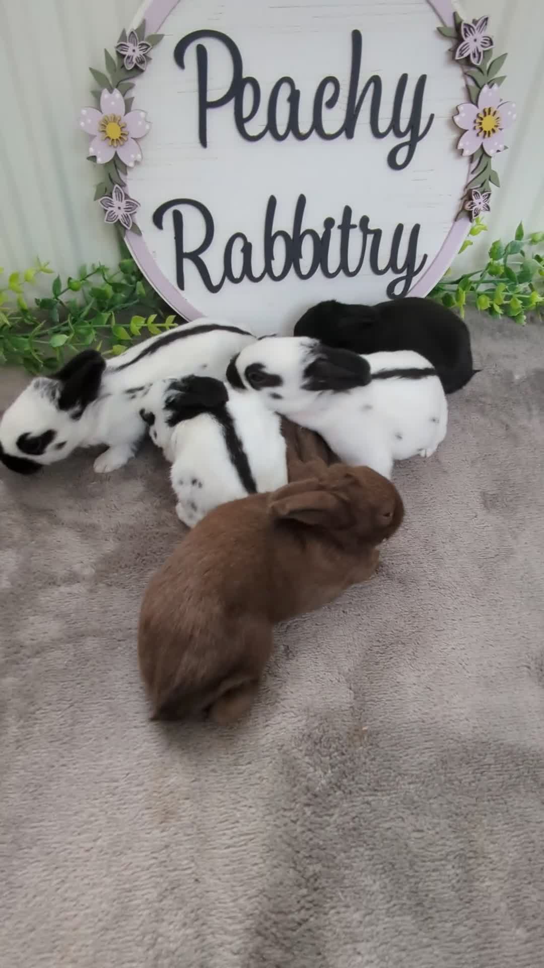 English Spot rabbits for sale: Old English Spot babies ready to leave  in Matlock - Video 1