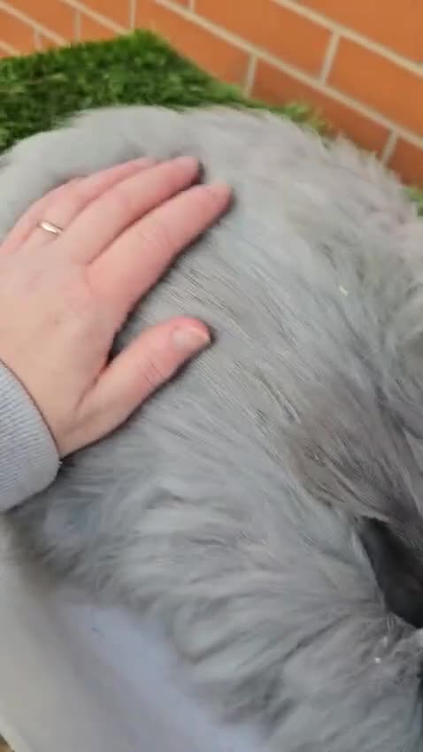 Angora rabbits for sale: male angora rabbits for sale  - Video 1