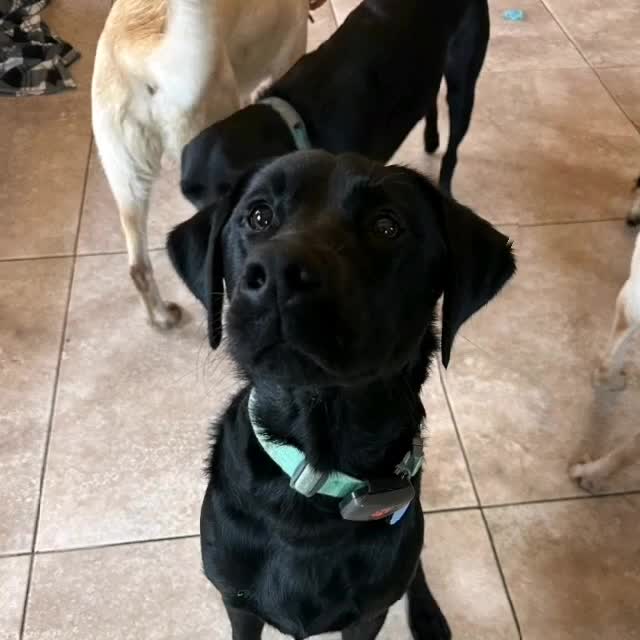 Labrador Retriever dogs for sale: Lovely Labrador x - Video 1